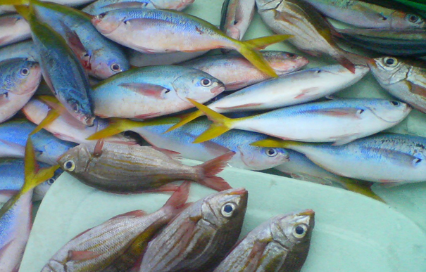 半日船釣りと釣った魚を味わう感動体験プラン